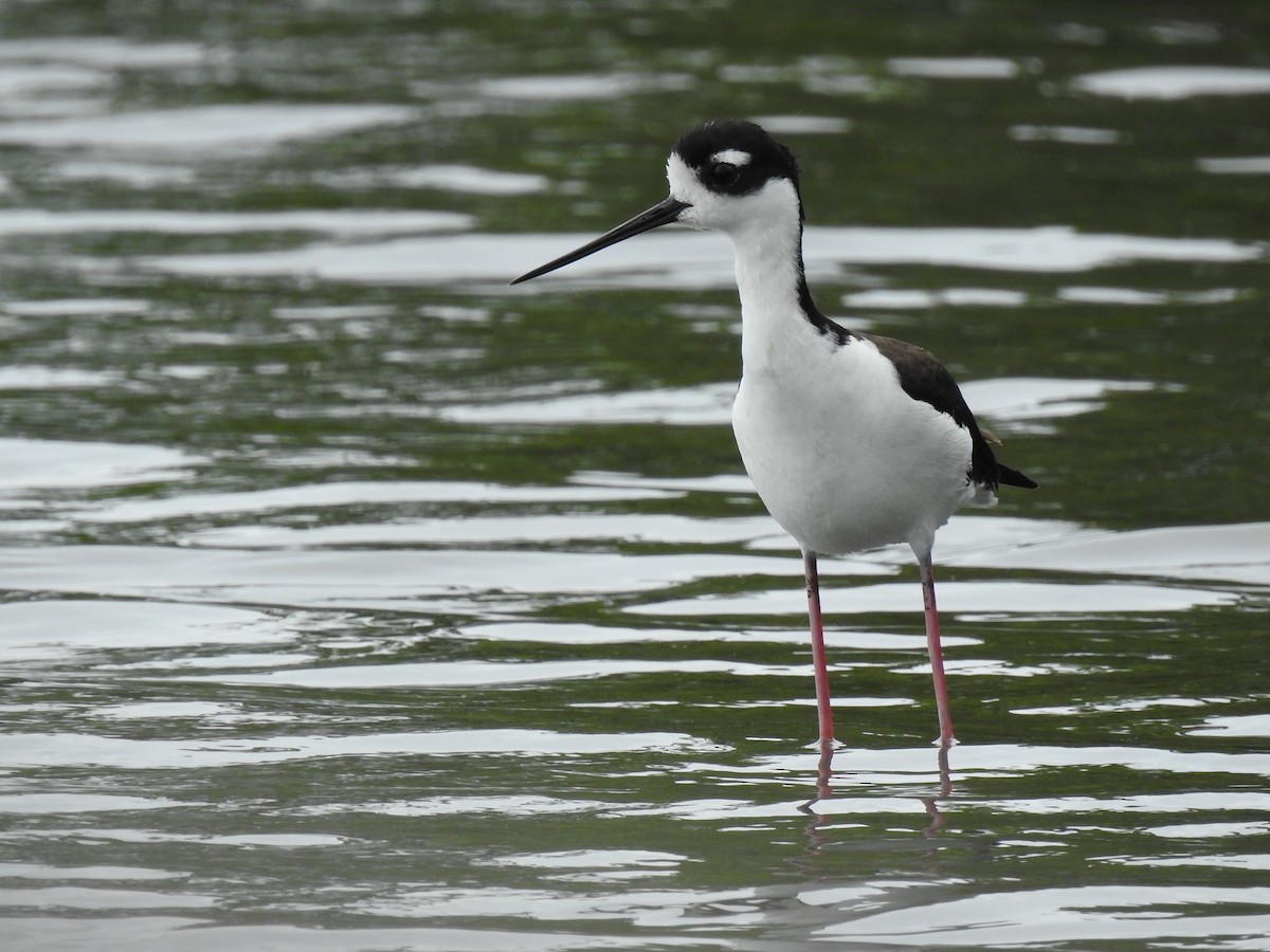 Black-necked Stilt - ML644699253