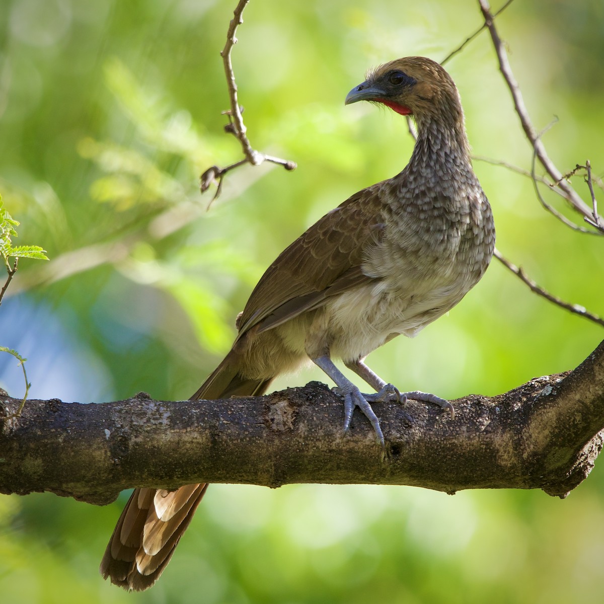 East Brazilian Chachalaca - ML644699268