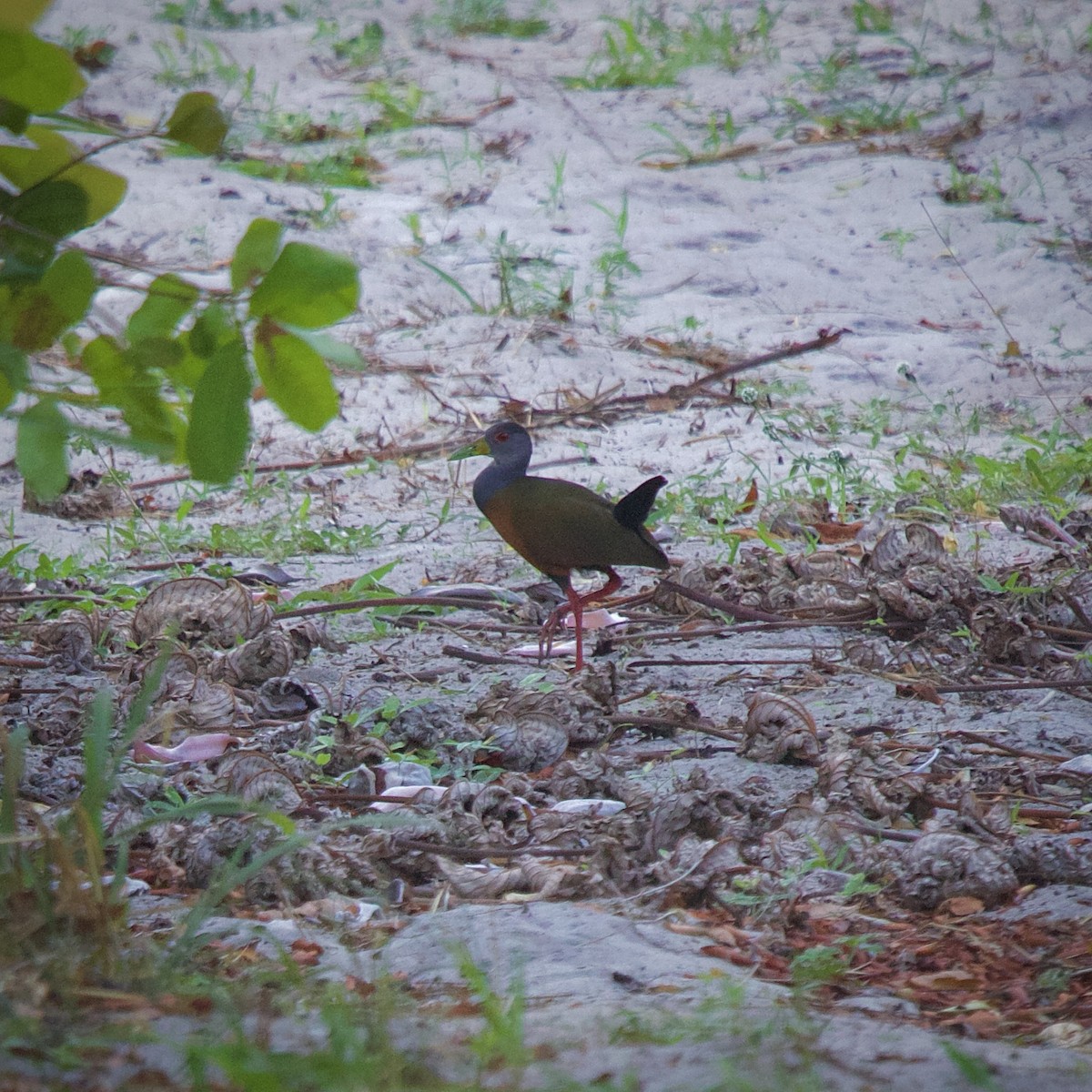 Gray-cowled Wood-Rail - ML644699269