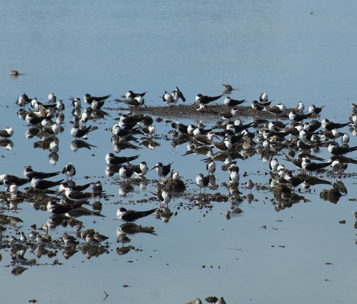 Black Skimmer - ML644699278
