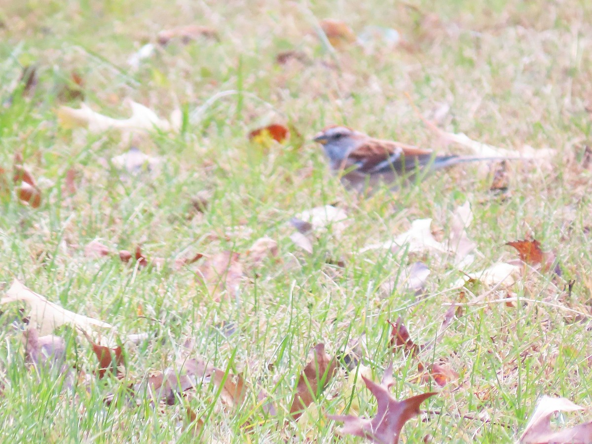 strnádka pokřovní - ML644699279