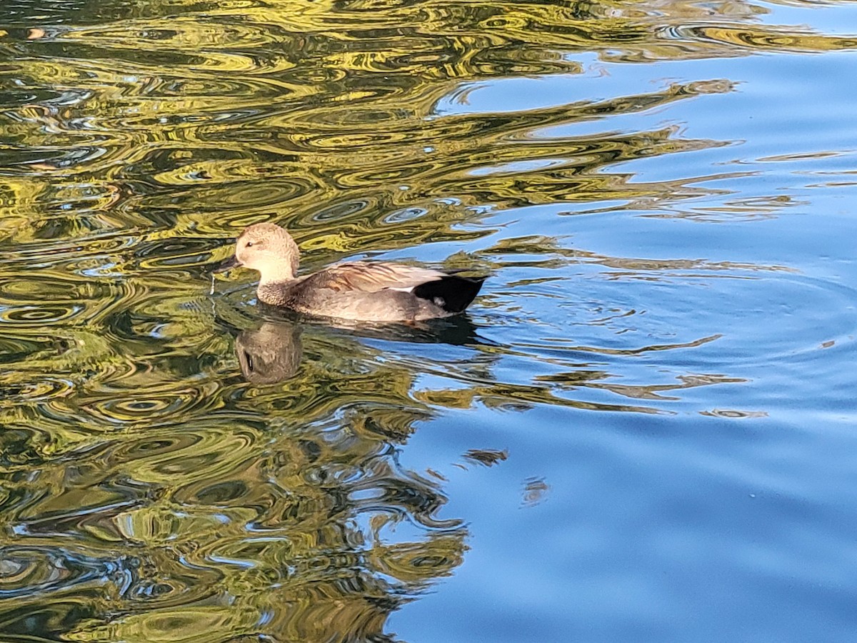 オカヨシガモ - ML644699284