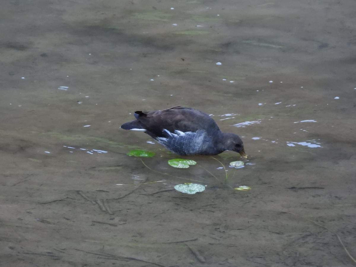 Gallineta Común - ML644699287