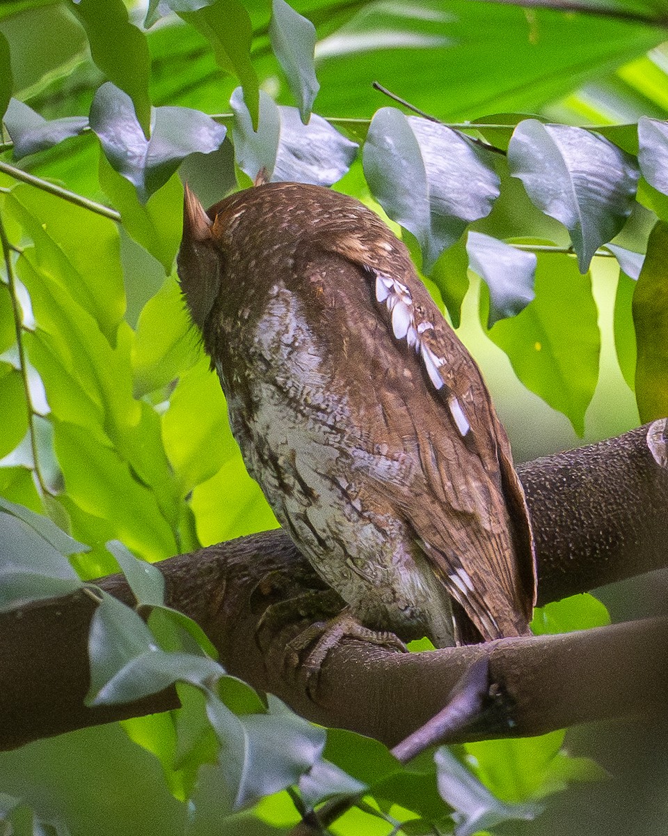 Восточная сплюшка - ML644699295