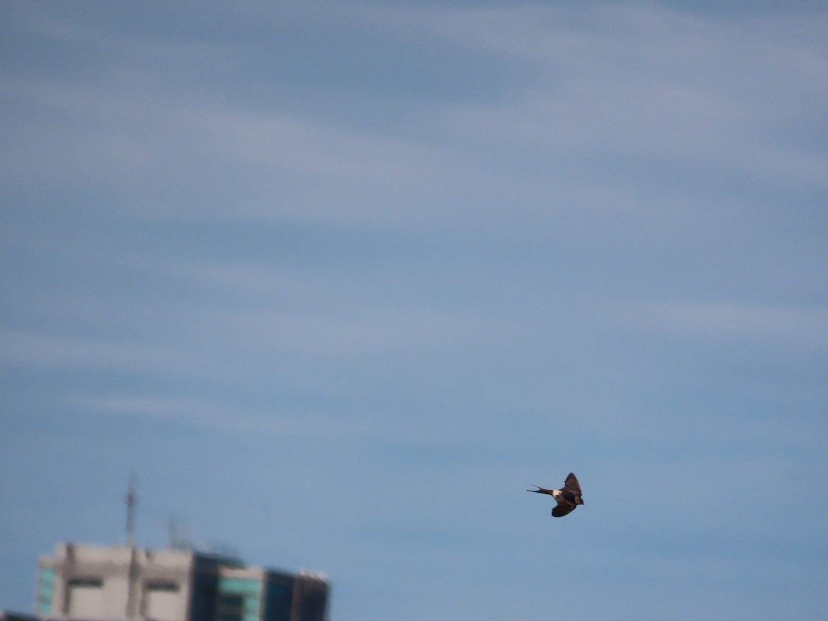 東方金腰燕(striolata群)(赤腰燕) - ML644699301