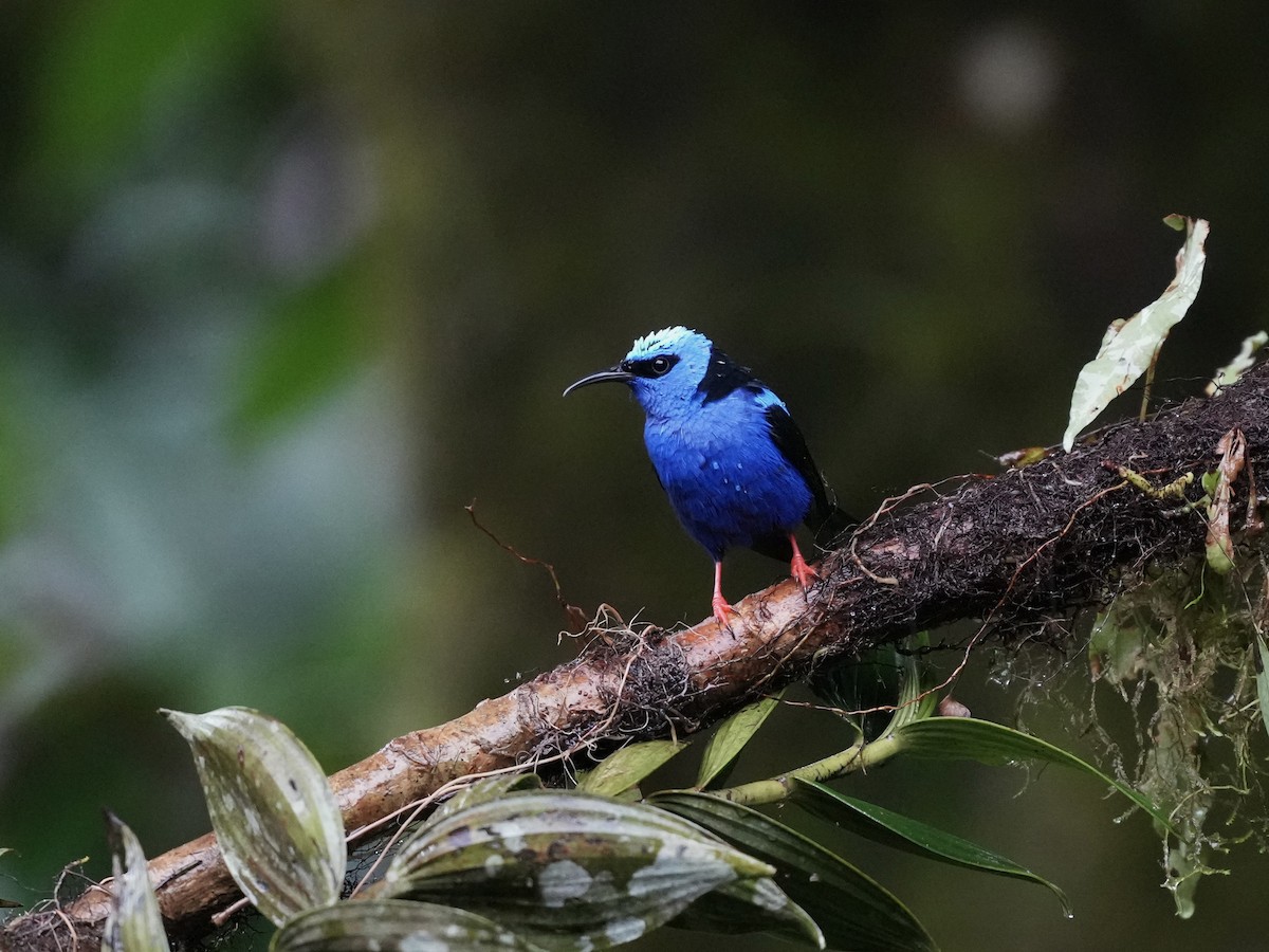 Танагра-медоїд бірюзова - ML644699307