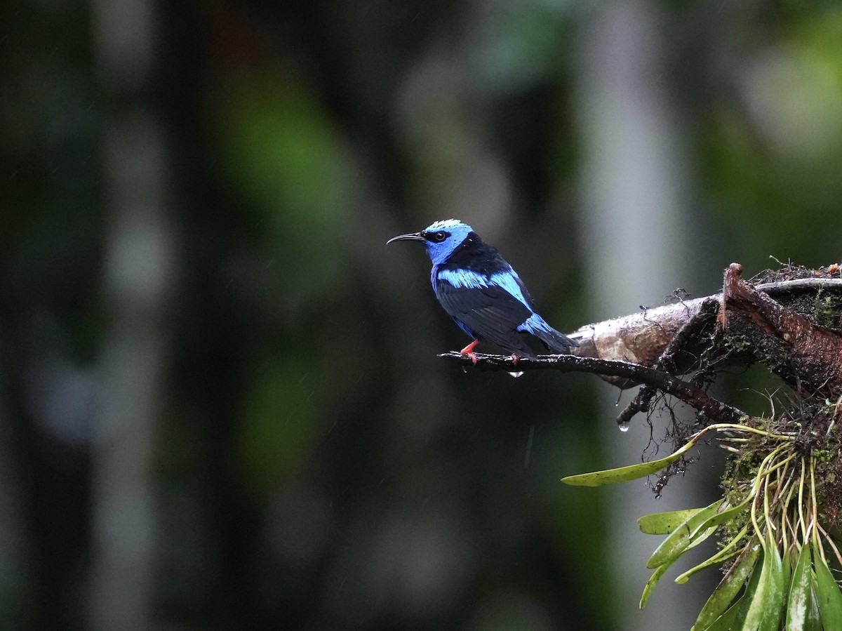 Танагра-медоїд бірюзова - ML644699308