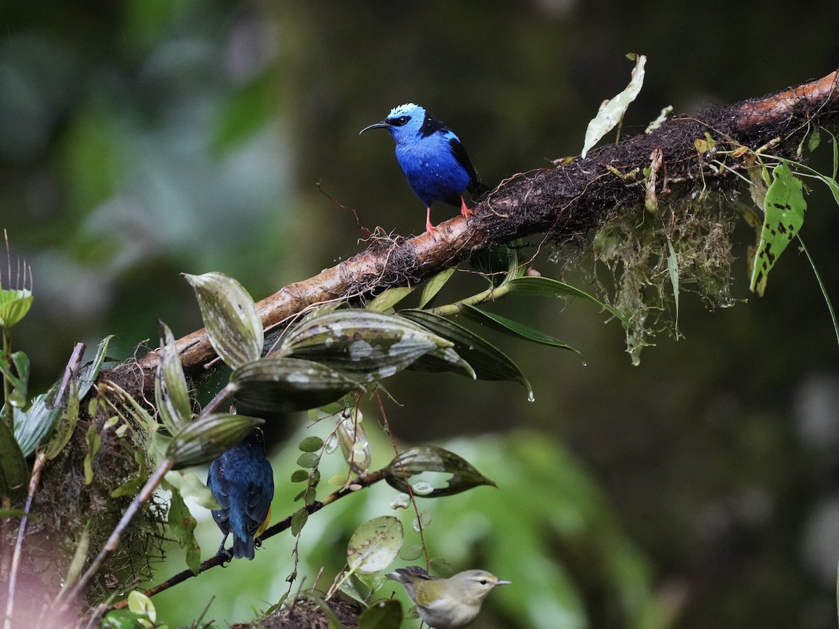Танагра-медоїд бірюзова - ML644699309
