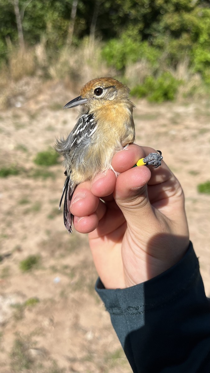 Pectoral Antwren - ML644699317