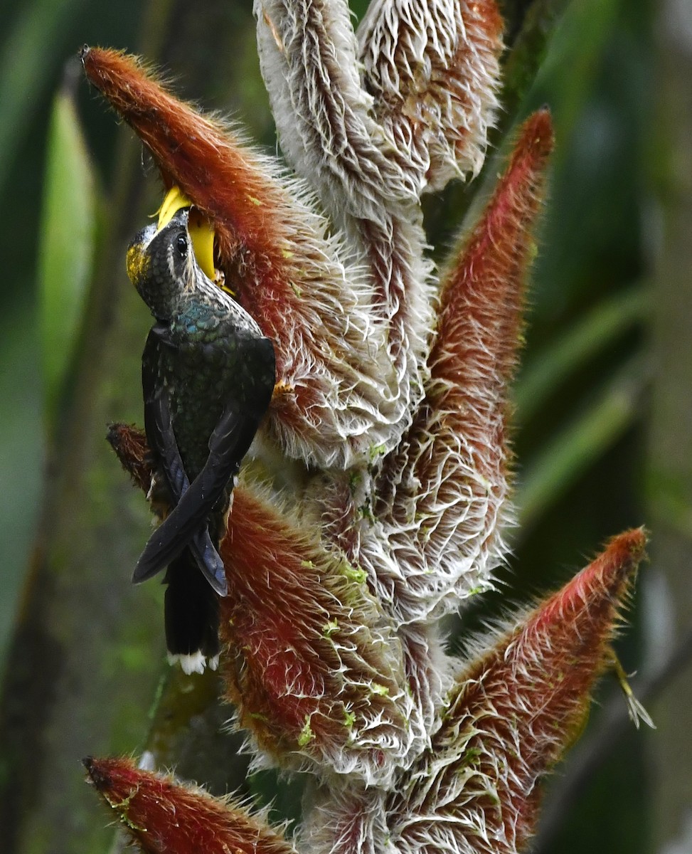 kolibřík rusoocasý - ML644699321