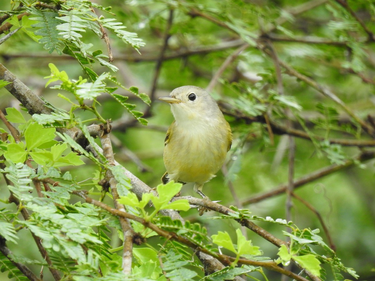 Mangrove Yellow Warbler - ML644699327