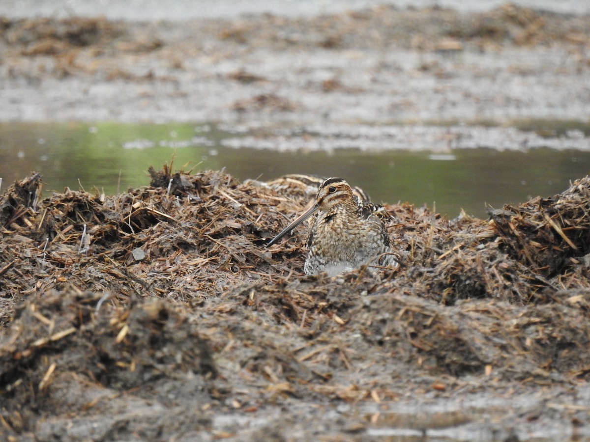 Wilson's Snipe - ML644699334