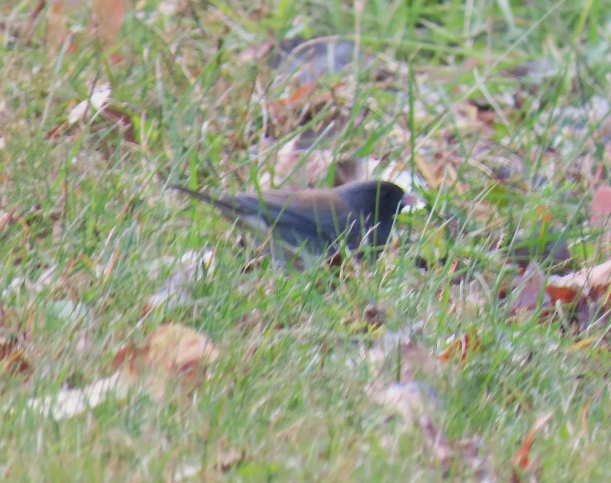 strnadec zimní - ML644699335