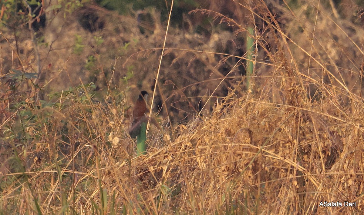 Blue-headed Coucal - ML644699340