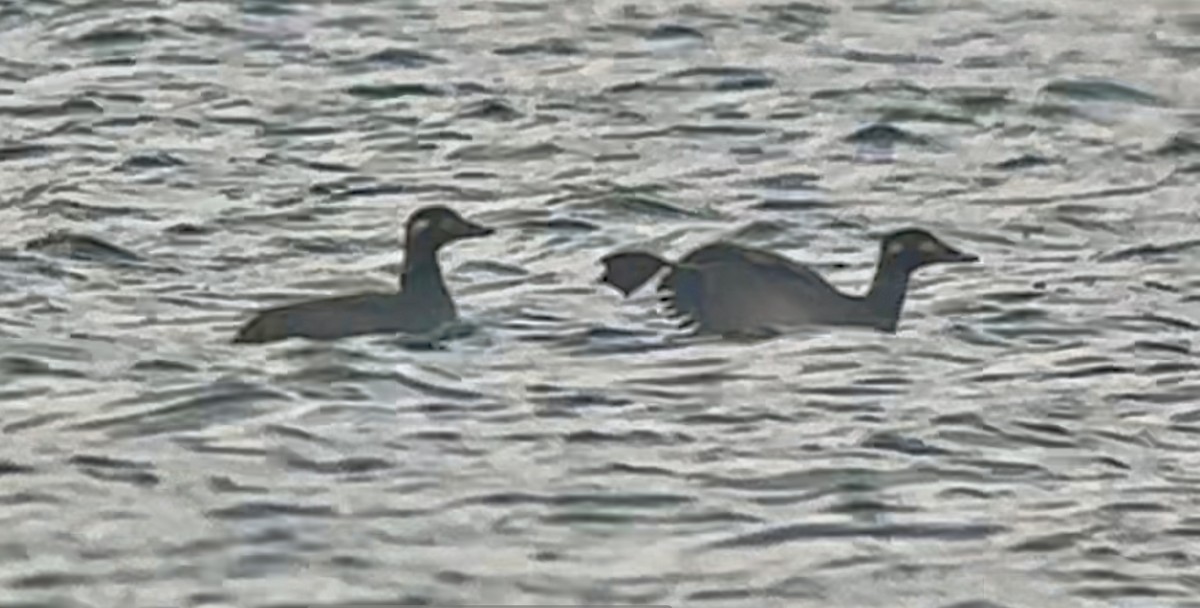 White-winged Scoter - ML644699341