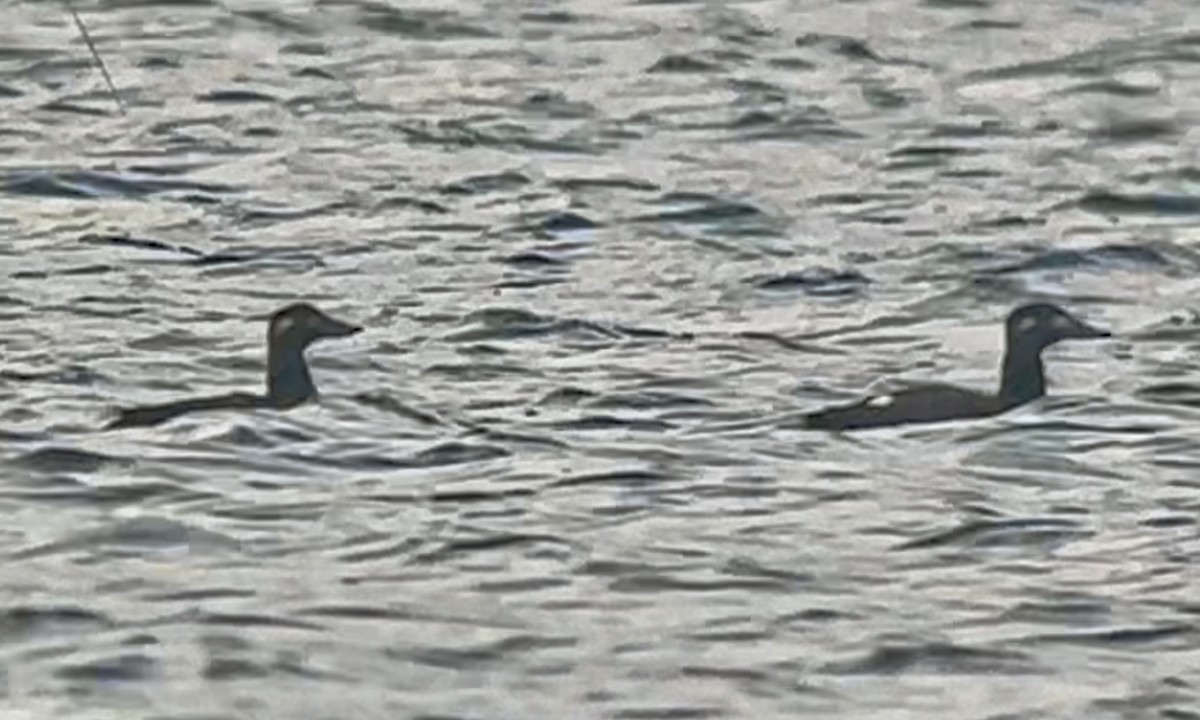 White-winged Scoter - ML644699342