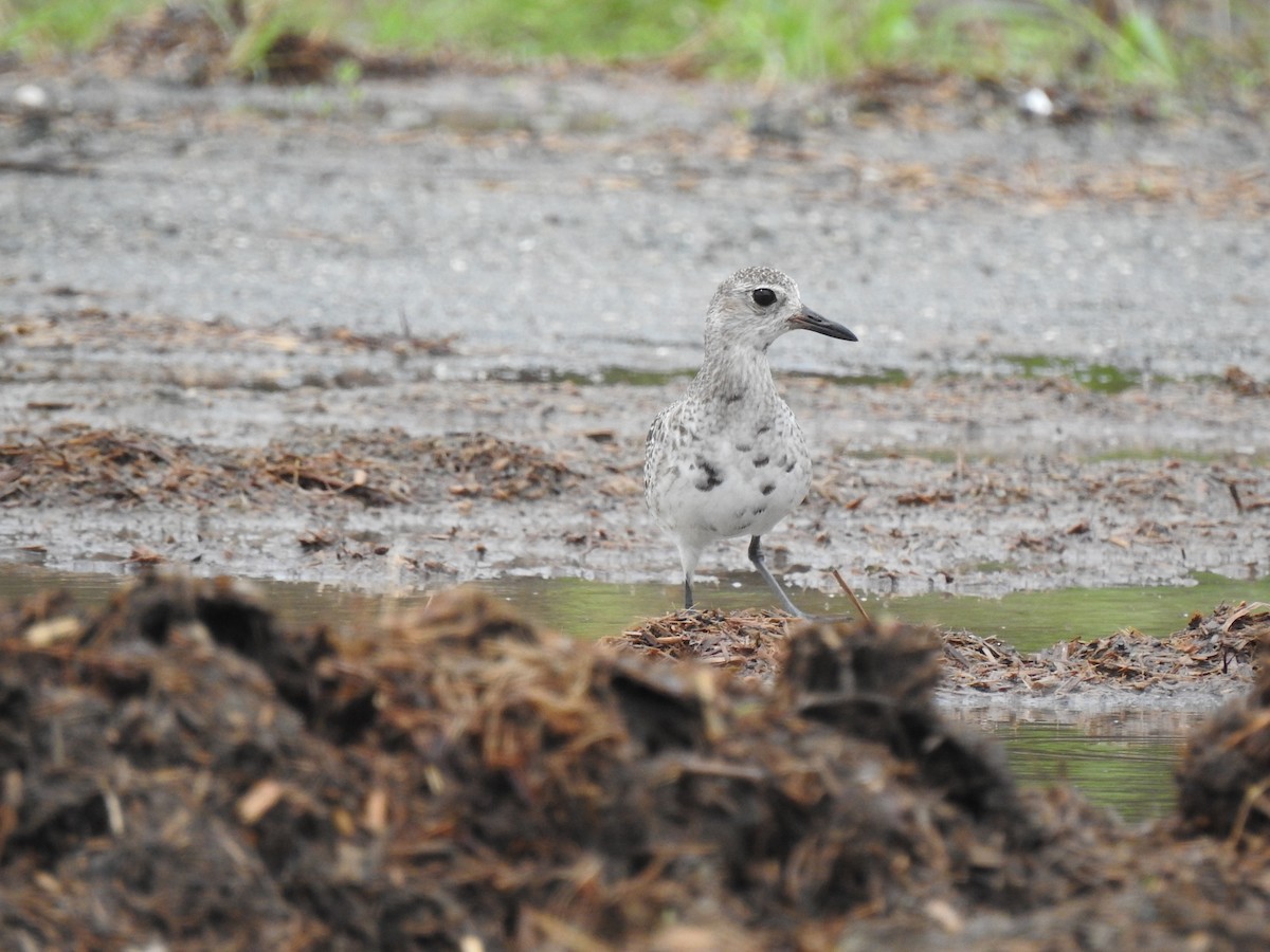 ダイゼン - ML644699343