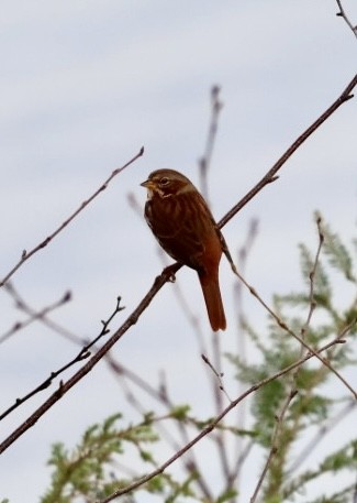 Fox Sparrow (Red) - ML644699361