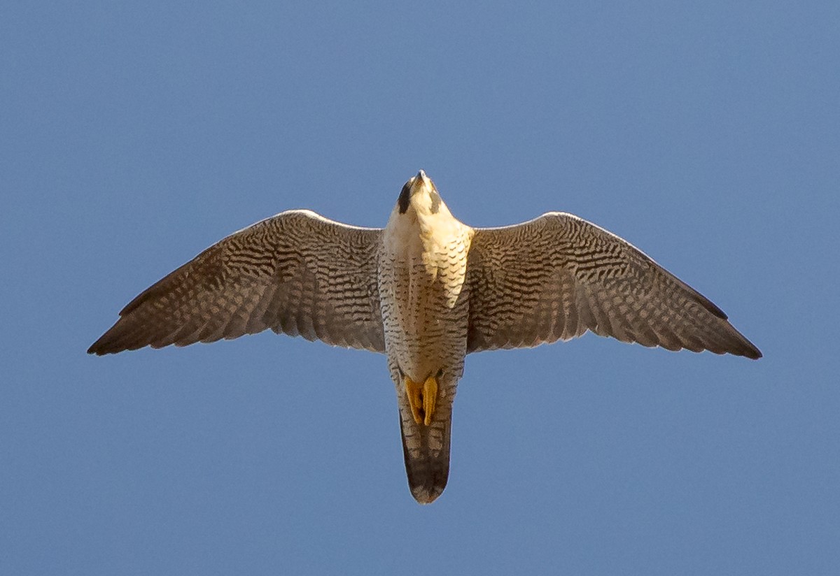 Эгэл шонхор - ML644699368