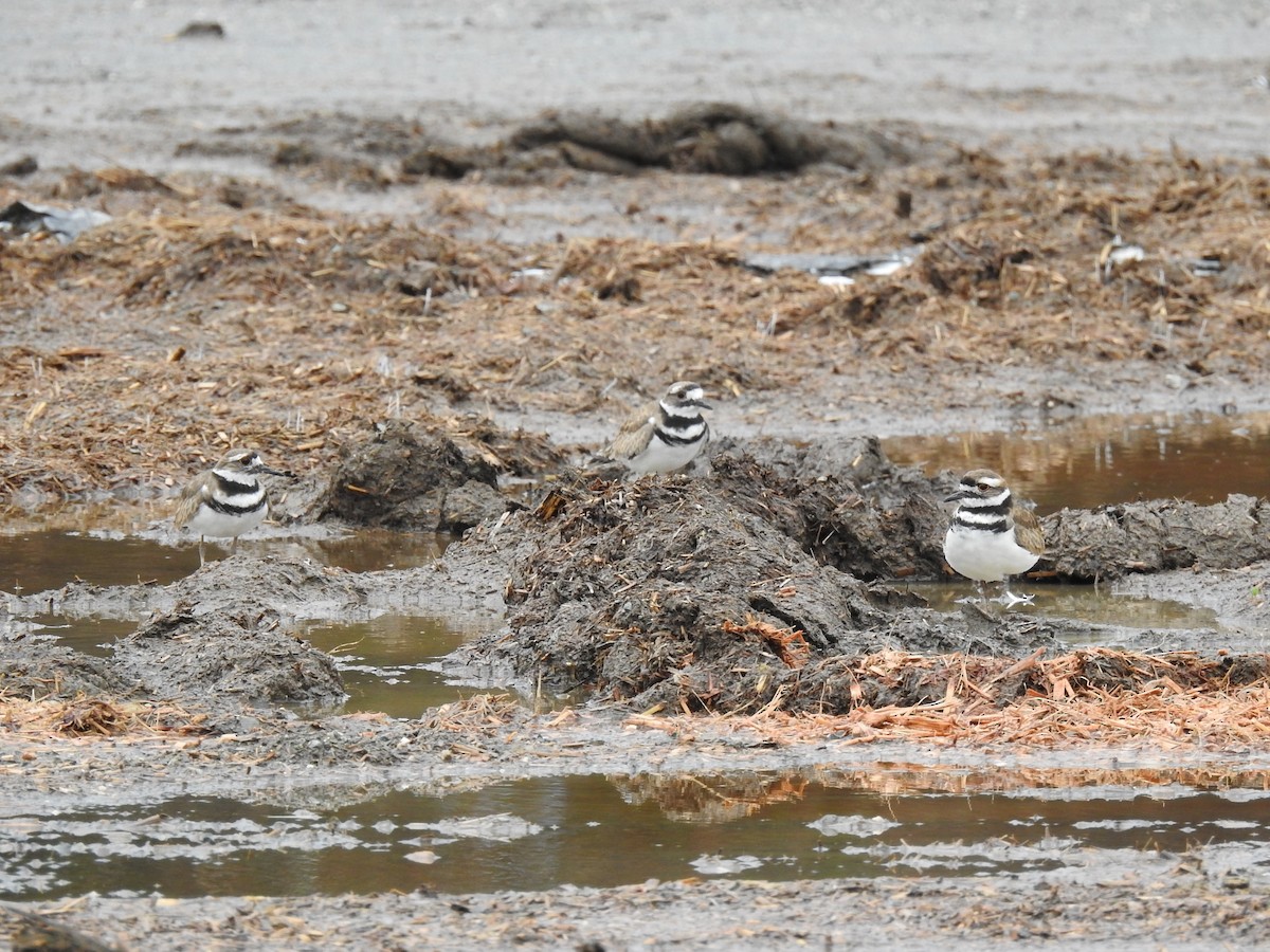 Killdeer - ML644699369