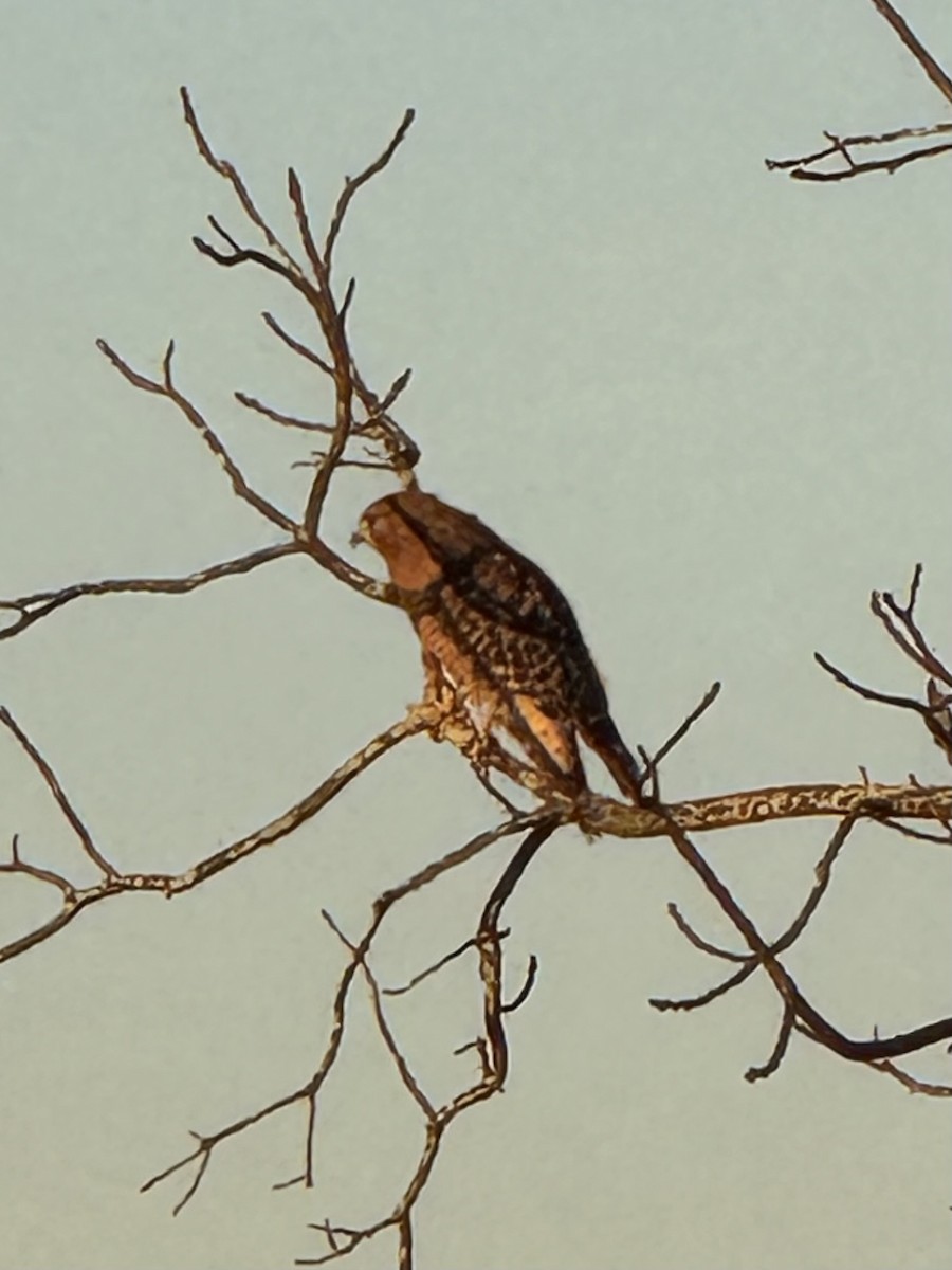 Red-shouldered Hawk (lineatus Group) - ML644699384