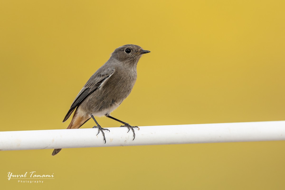 Black Redstart - ML644699396