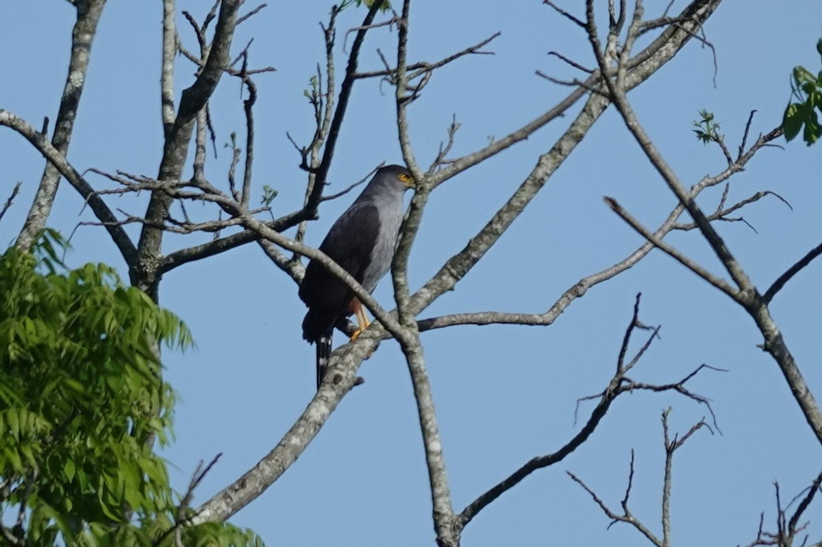 Bicolored Hawk - ML644699403