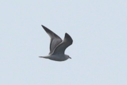Mediterranean Gull - ML644699411