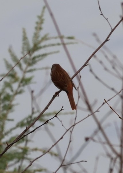 Fox Sparrow (Red) - ML644699415