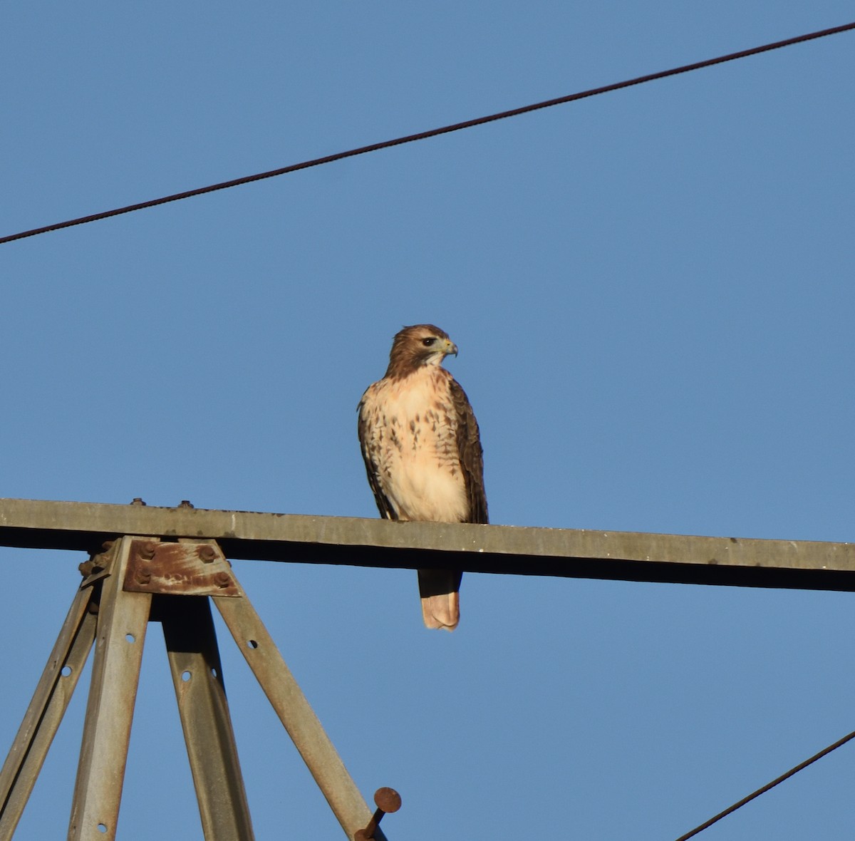 Red-tailed Hawk - ML644699427