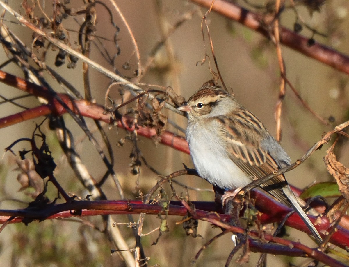 Chipping Sparrow - ML644699429