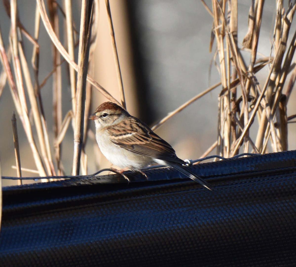 Chipping Sparrow - ML644699430