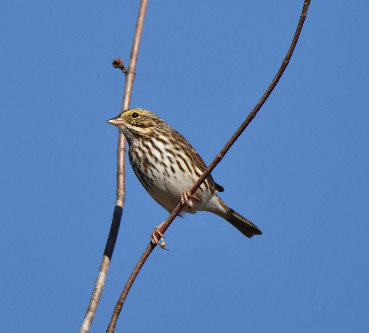 Savannah Sparrow - ML644699434