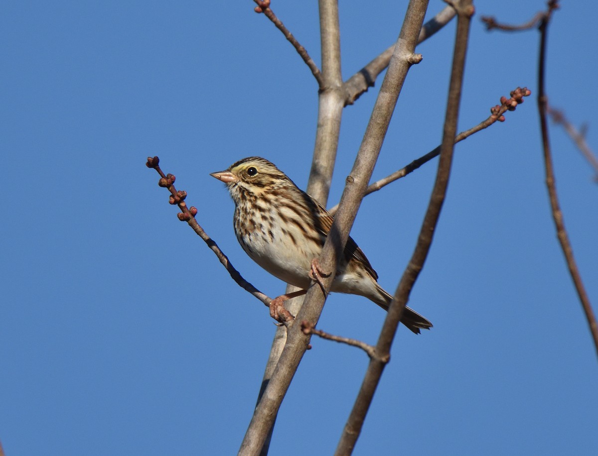 Savannah Sparrow - ML644699435