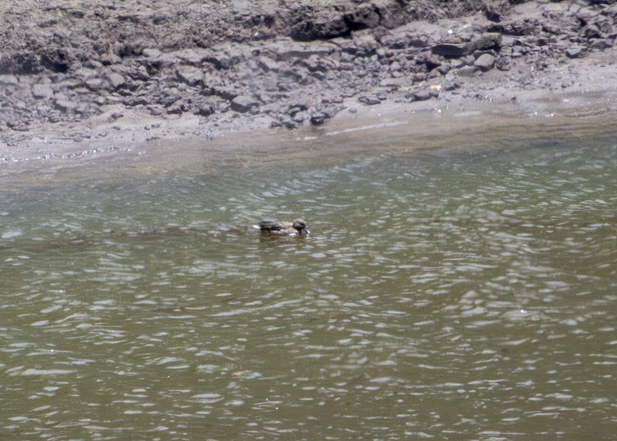 アンデスコガモ - ML644699445