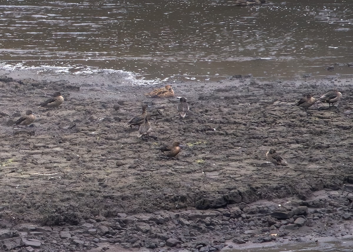 アンデスコガモ - ML644699446