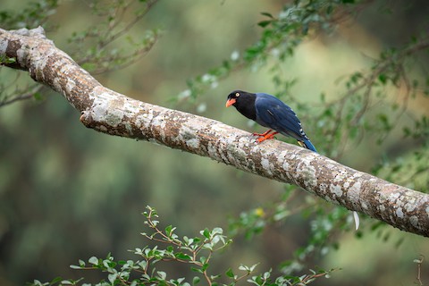 Taiwan Blue-Magpie - Urocissa caerulea - メディア検索 - Macaulay