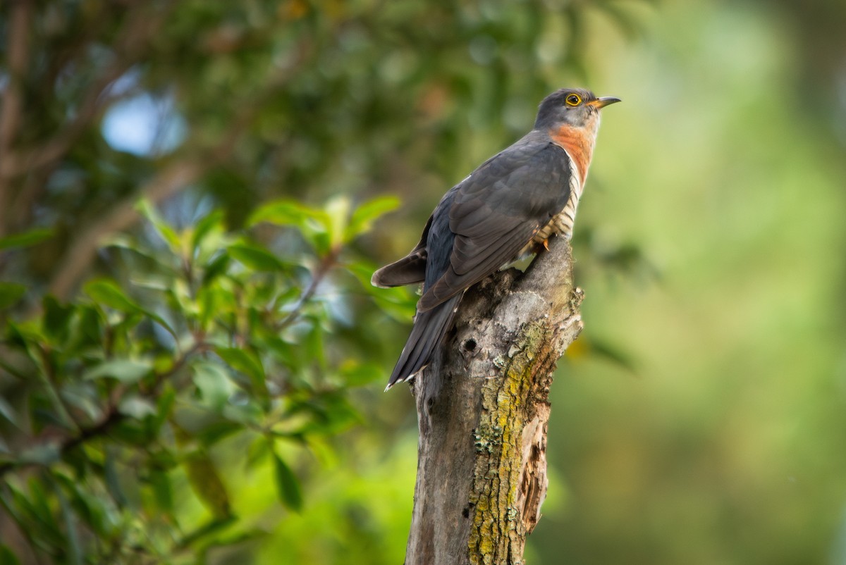 Red-chested Cuckoo - ML644699456