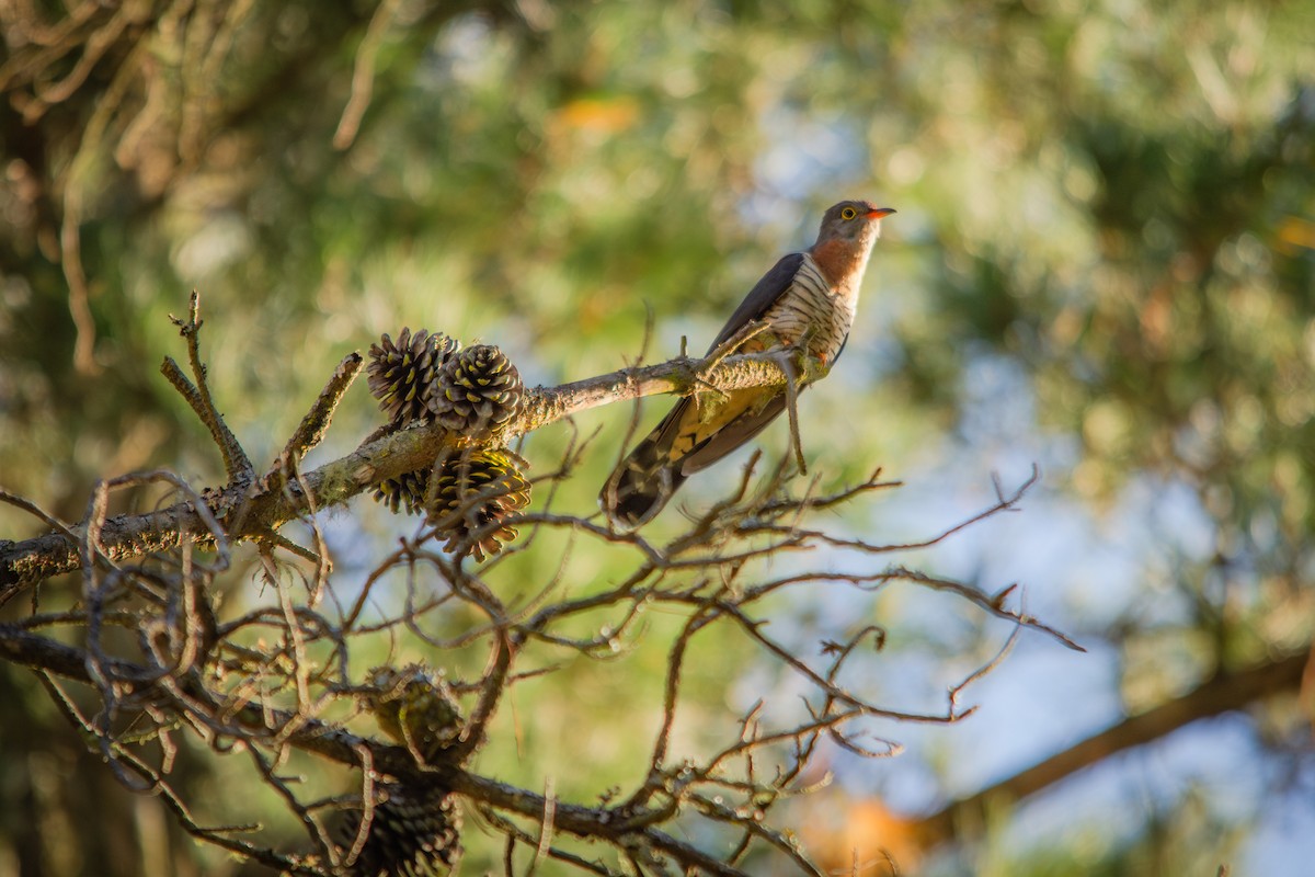 Red-chested Cuckoo - ML644699457