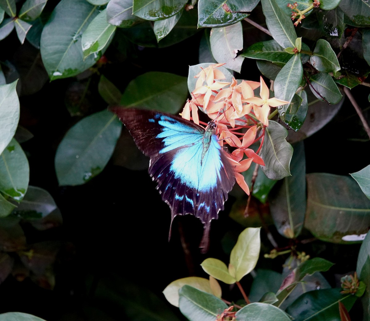 Ulysses Butterfly - ML644699469