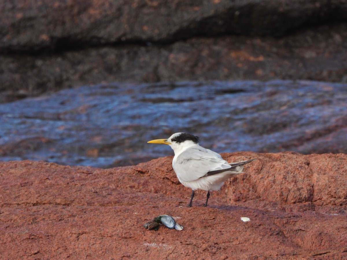 Sterne caugek - ML644699475