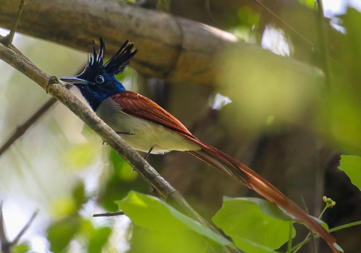 Indian Paradise-Flycatcher - ML644699476