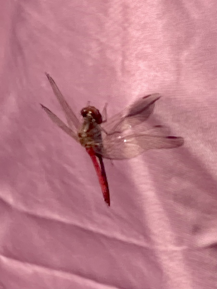 Autumn Meadowhawk - ML644699483