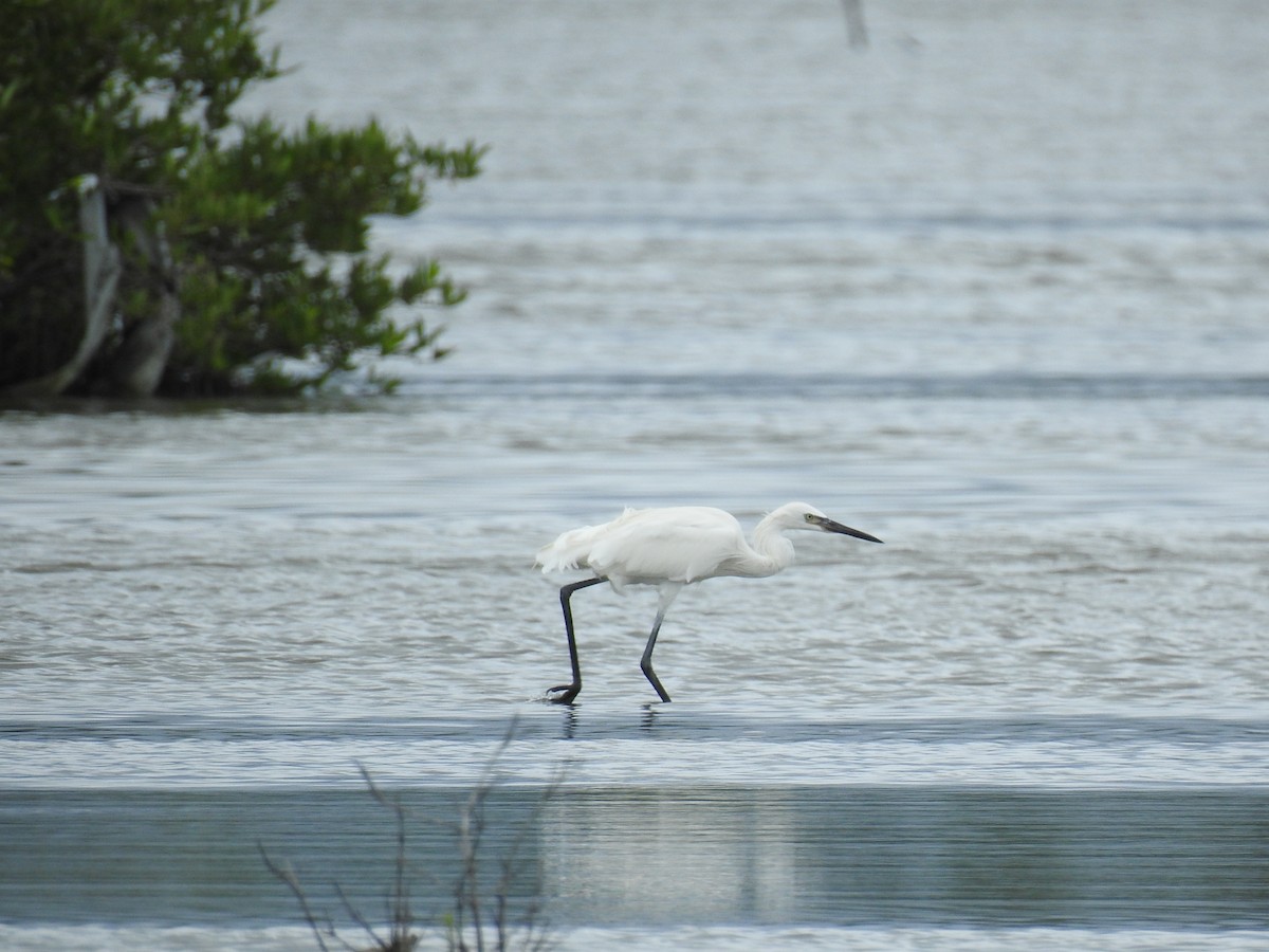 Reddish Egret - ML644699485