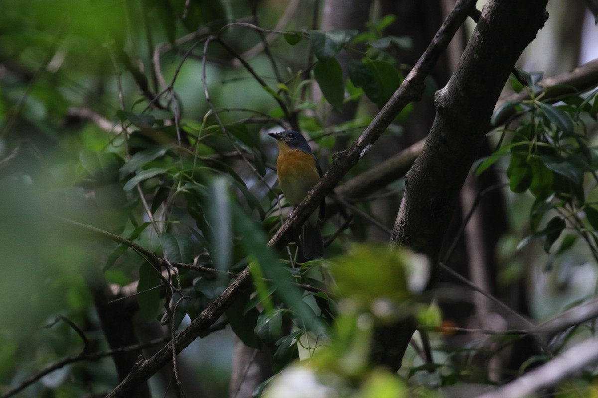 Tickell's Blue Flycatcher - ML644699487