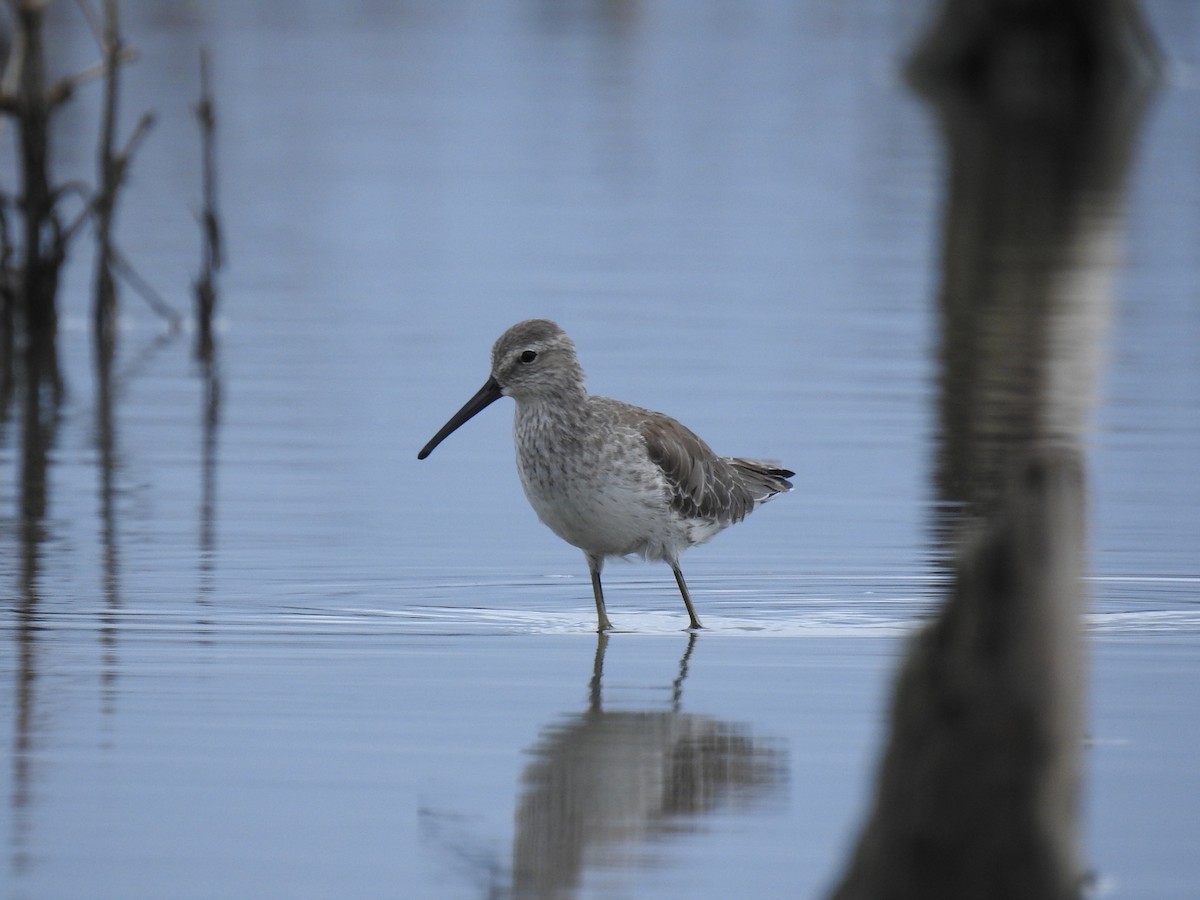 Stilt Sandpiper - ML644699495