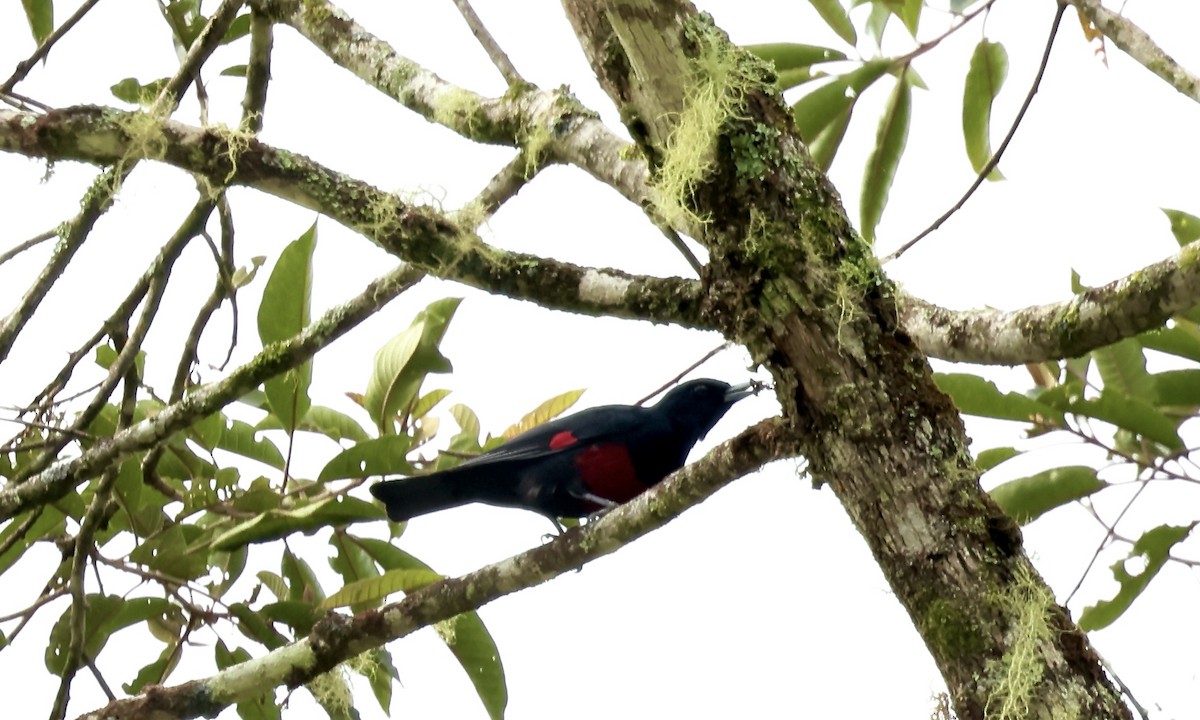 Black-and-crimson Oriole - ML644699496