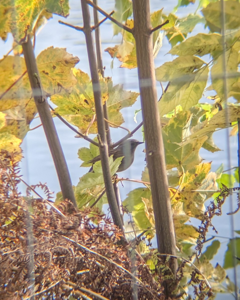 Dunnock - ML644699504