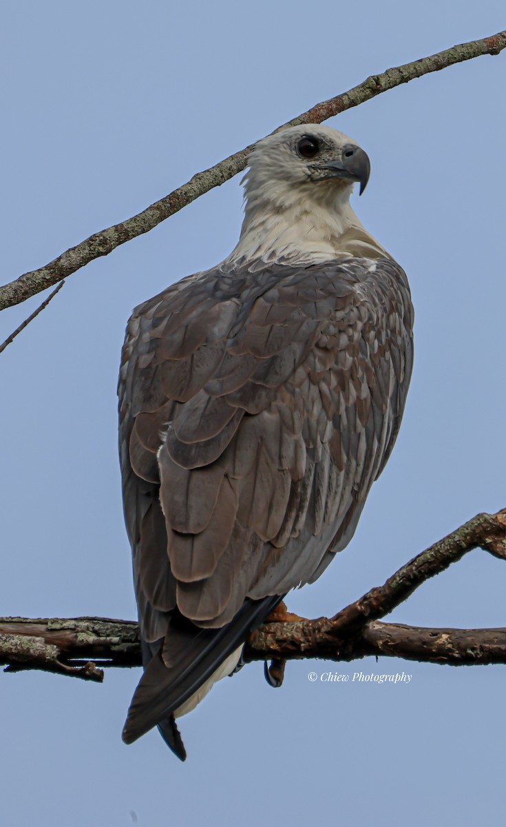 White-bellied Sea-Eagle - ML644699507