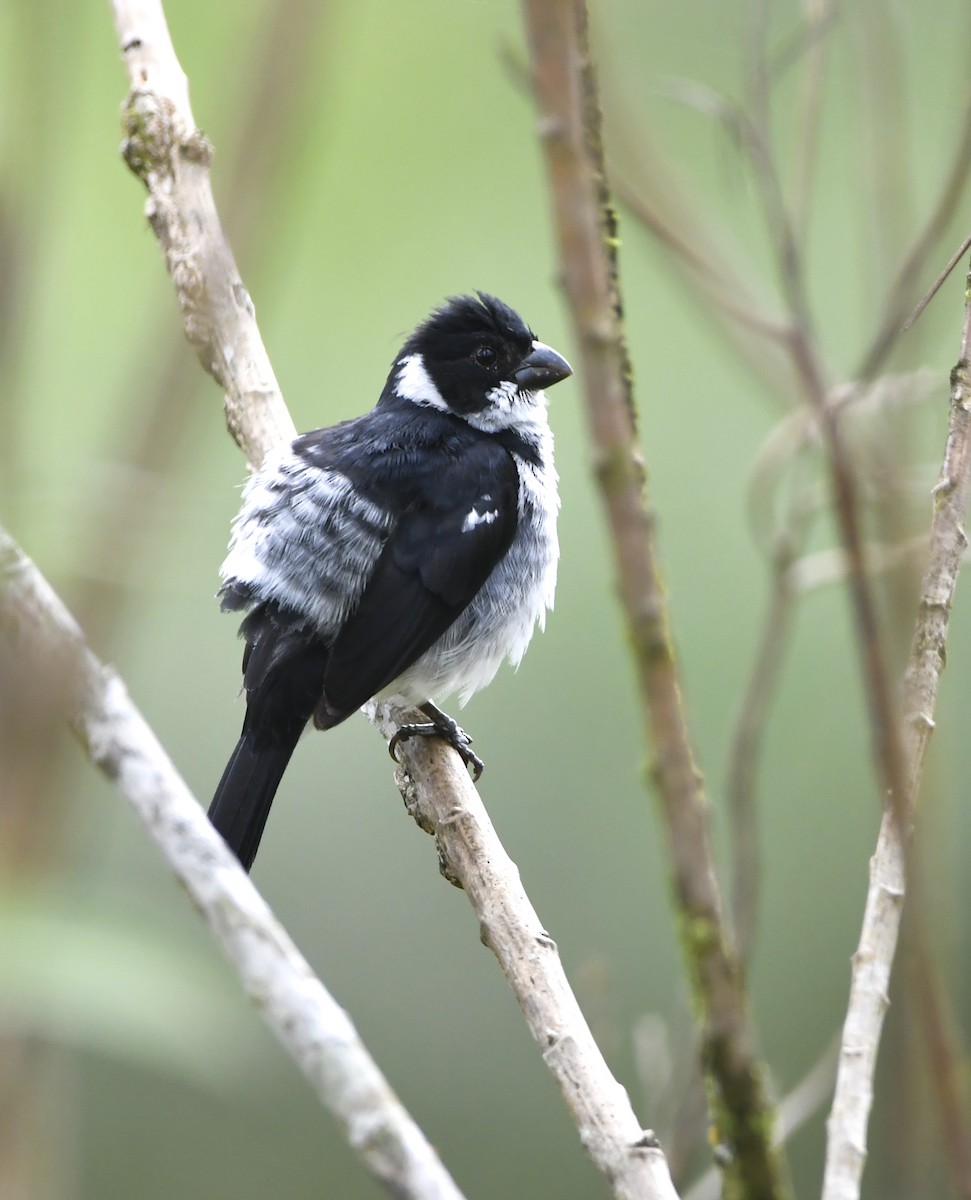 Wing-barred Seedeater - ML644699509